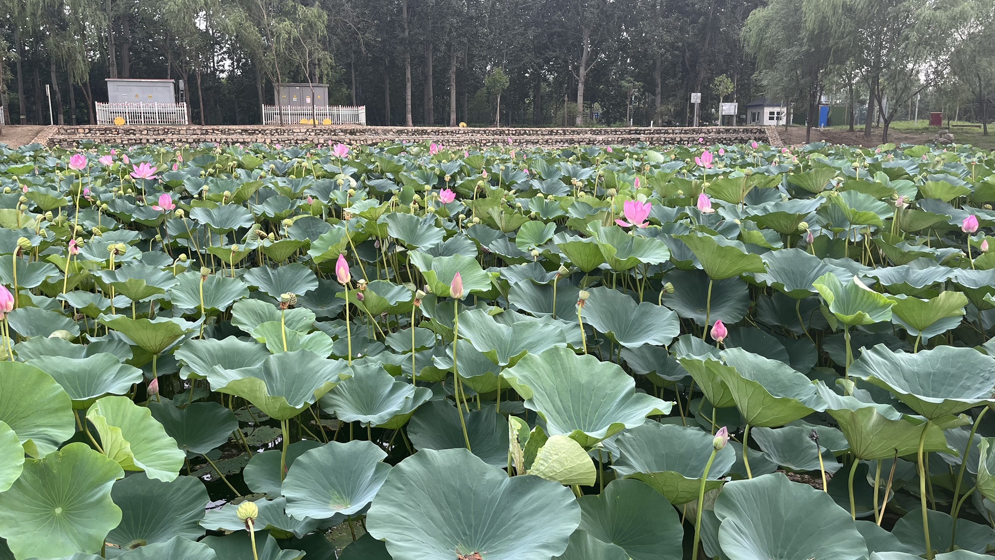 顺义人才公园旅行图片 3