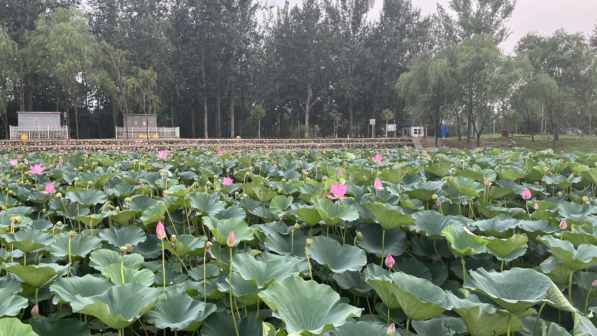 顺义人才公园旅行图片 2