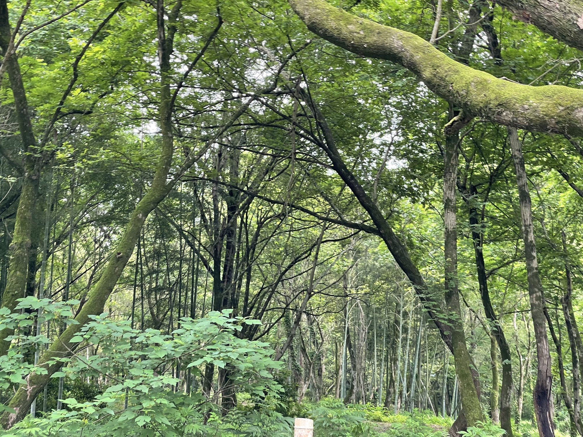 溪滨公园旅行图片 3