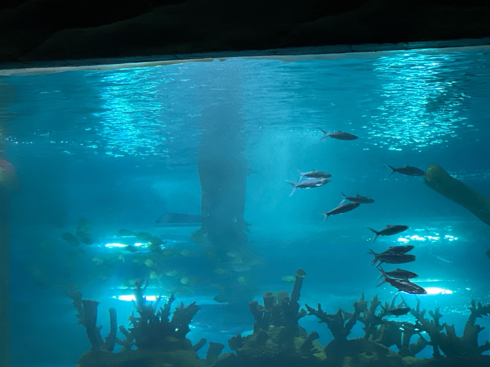 呼和浩特海洋馆旅行图片 3
