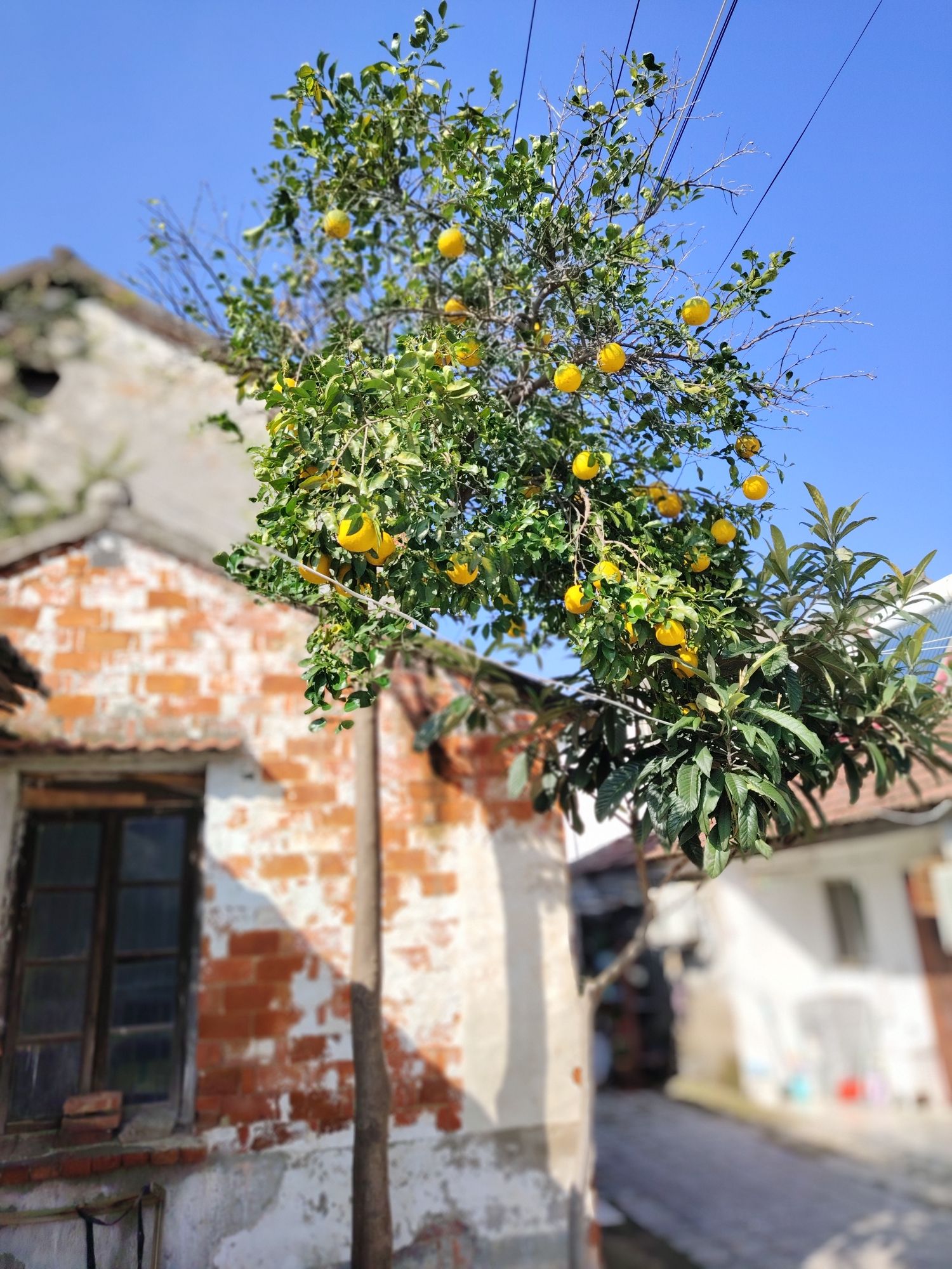沙家浜唐市古镇旅行图片 3