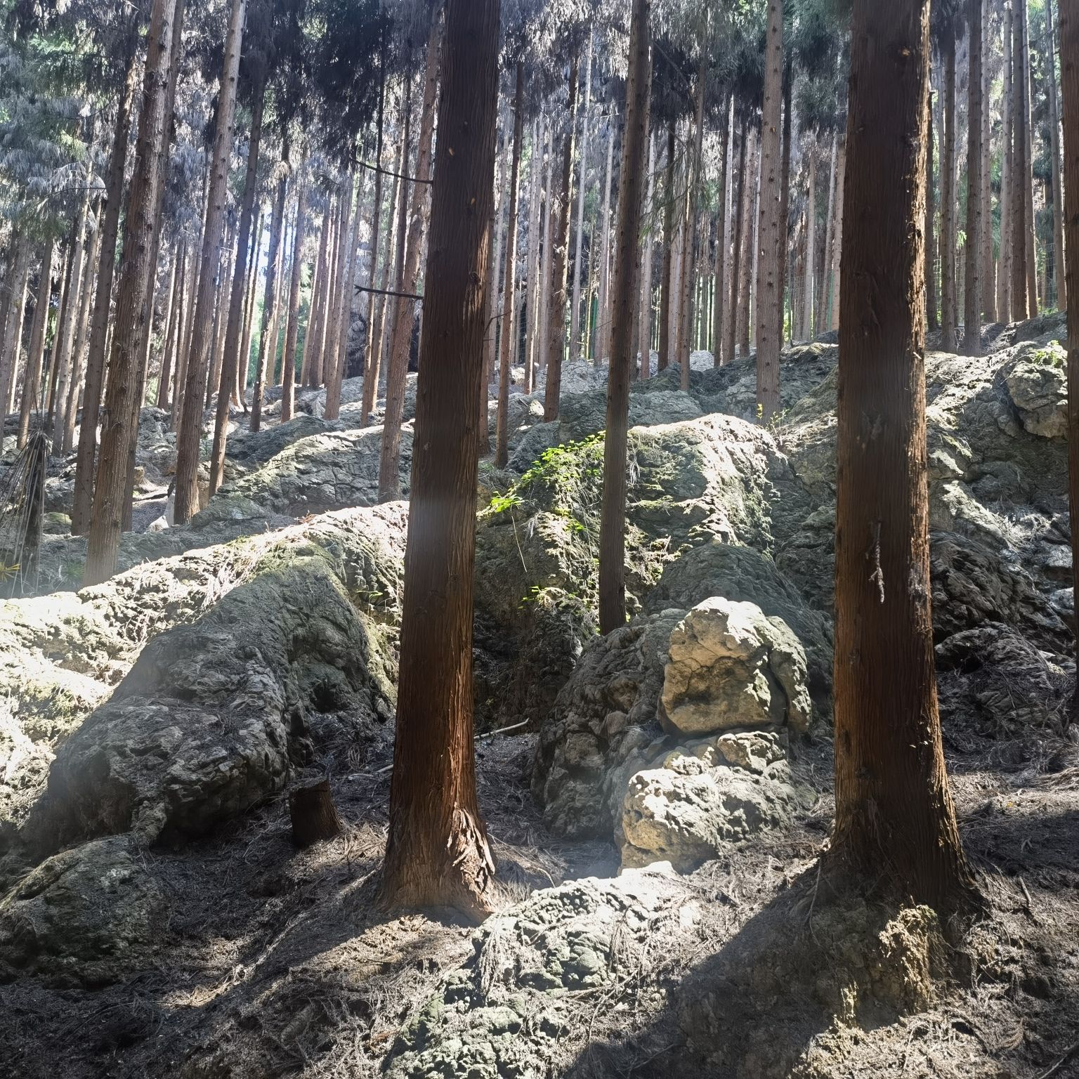 林海石源景区旅行图片 1