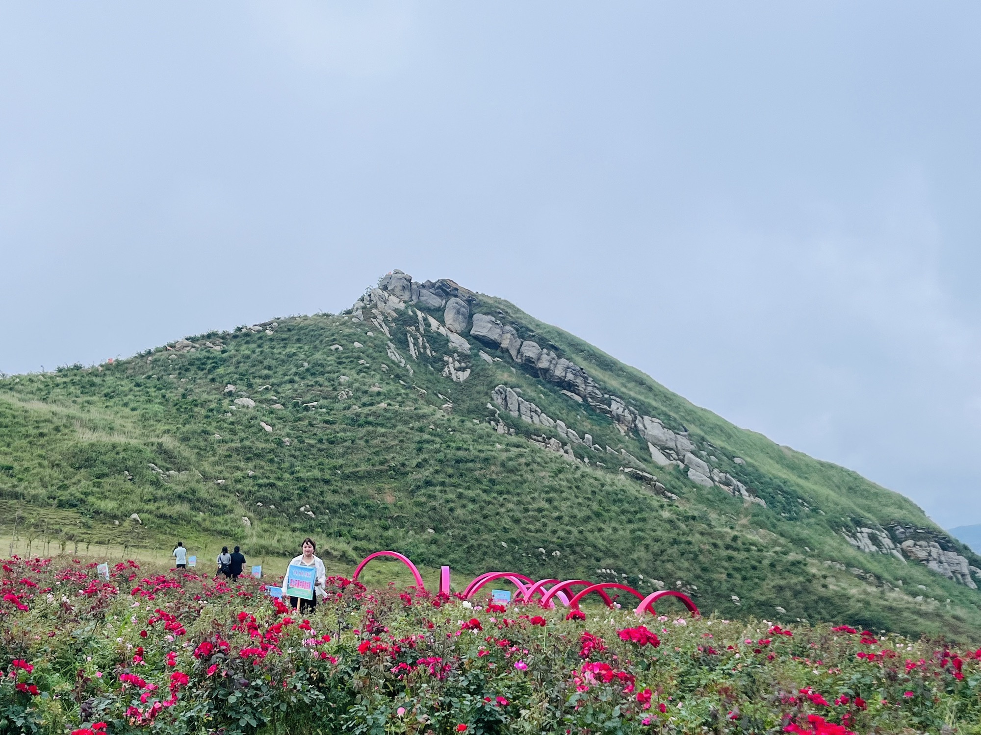 玫瑰爱琴海旅行图片 2