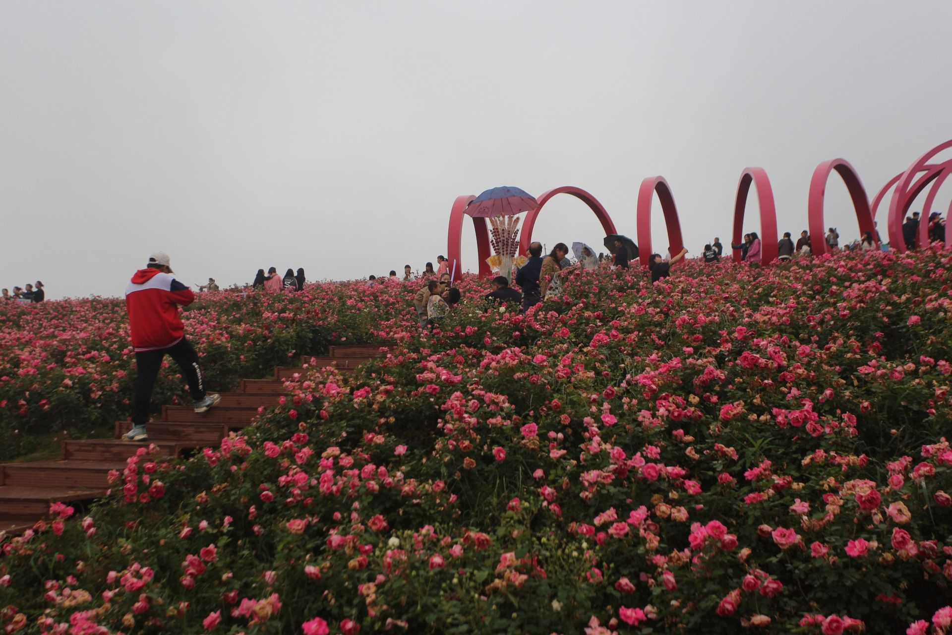 玫瑰爱琴海旅行图片 3