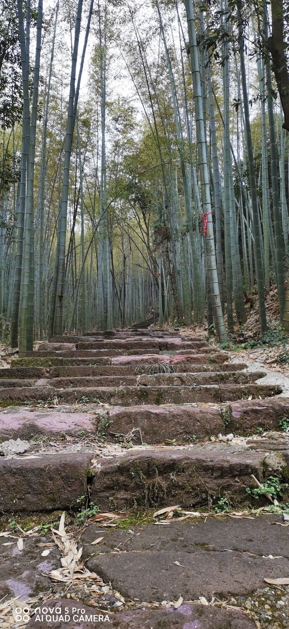 铅山县鹅湖山国家森林公园旅行图片 2