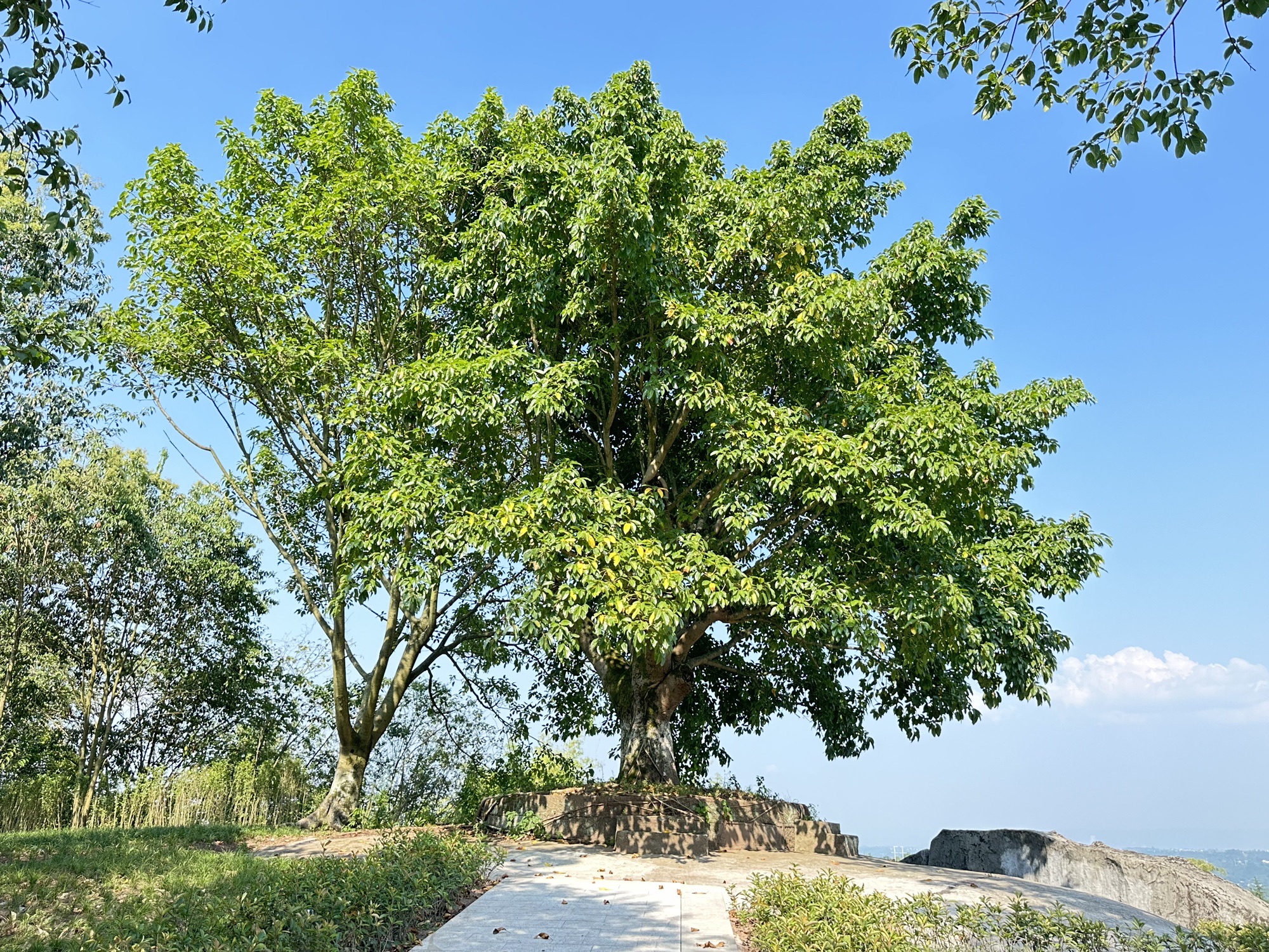 中国法官林旅行图片 1