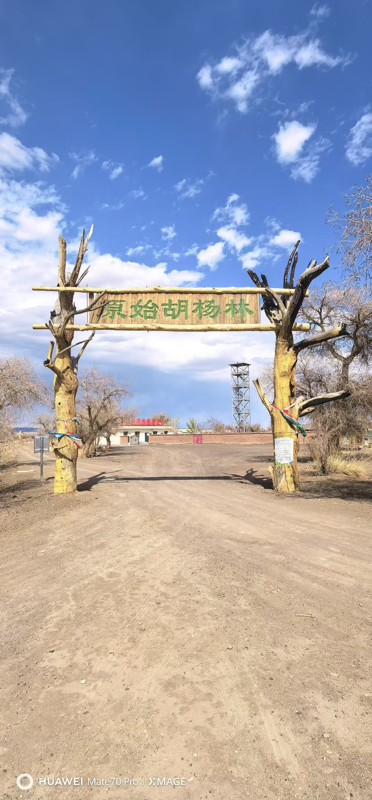 胡杨林
