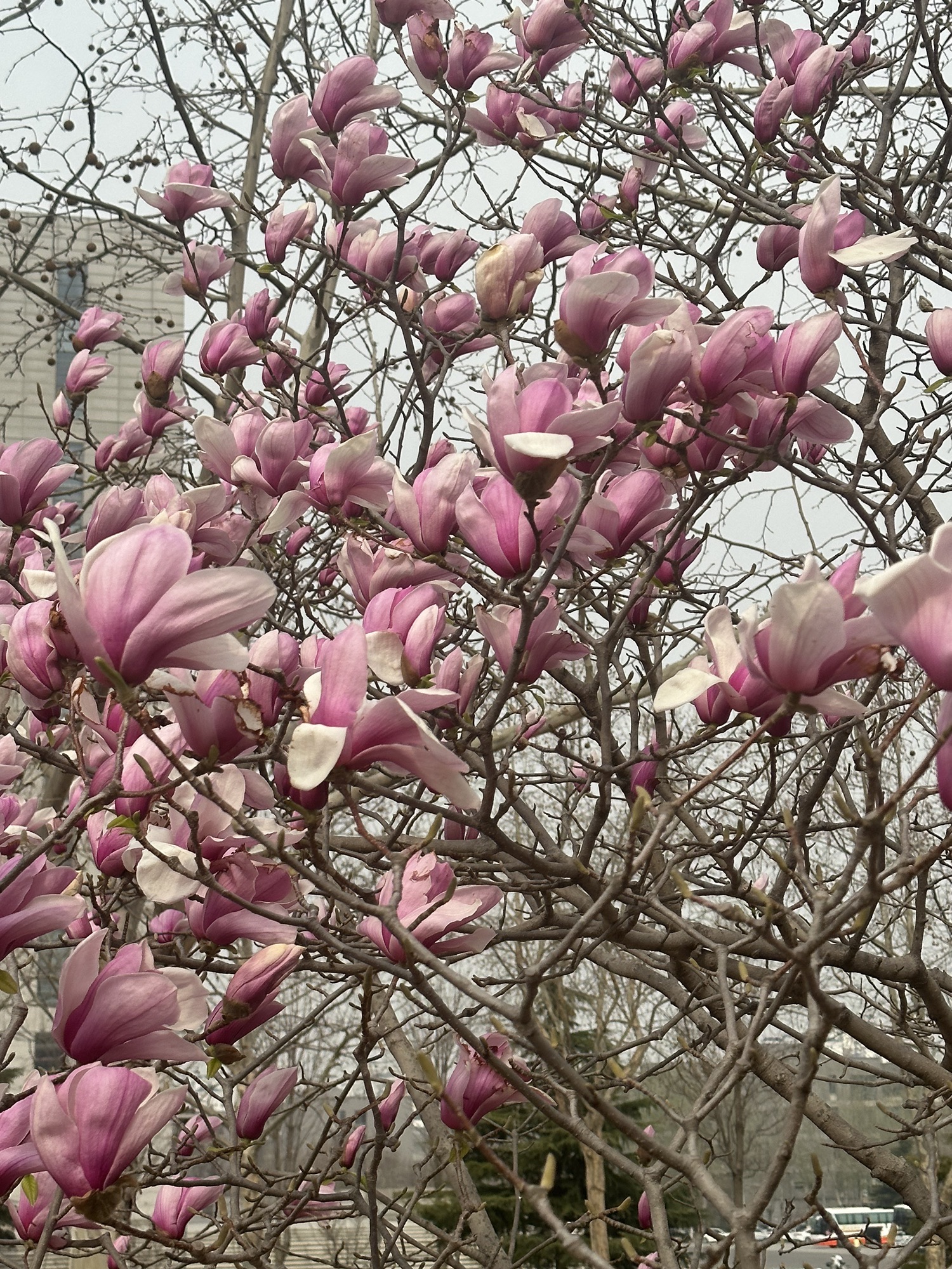 山东师范大学天颐广场旅行图片 1