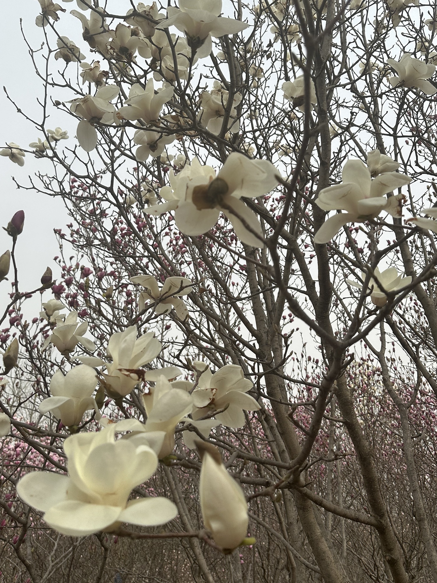 山东师范大学天颐广场旅行图片 2