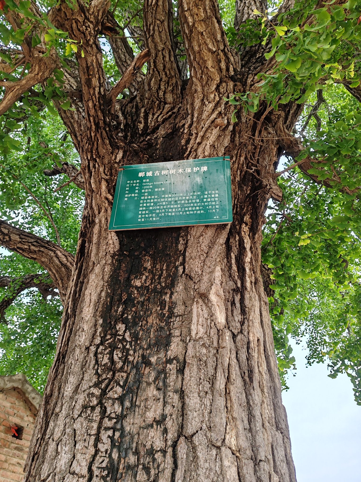 青龙台旅行图片 1