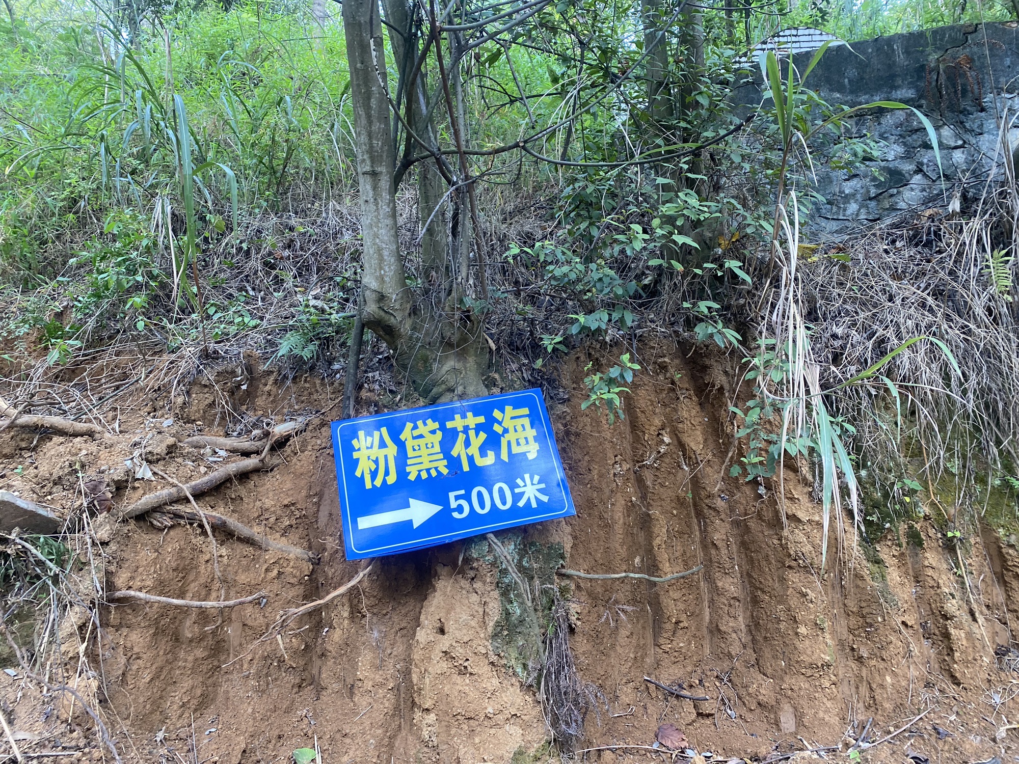 元盛粉黛花海旅行图片 1