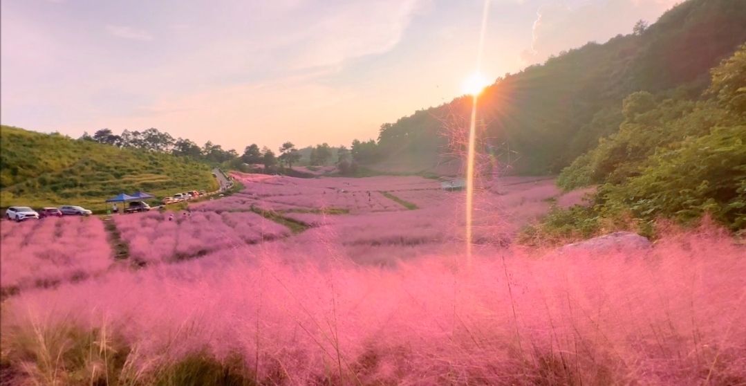 元盛粉黛花海旅行图片 1
