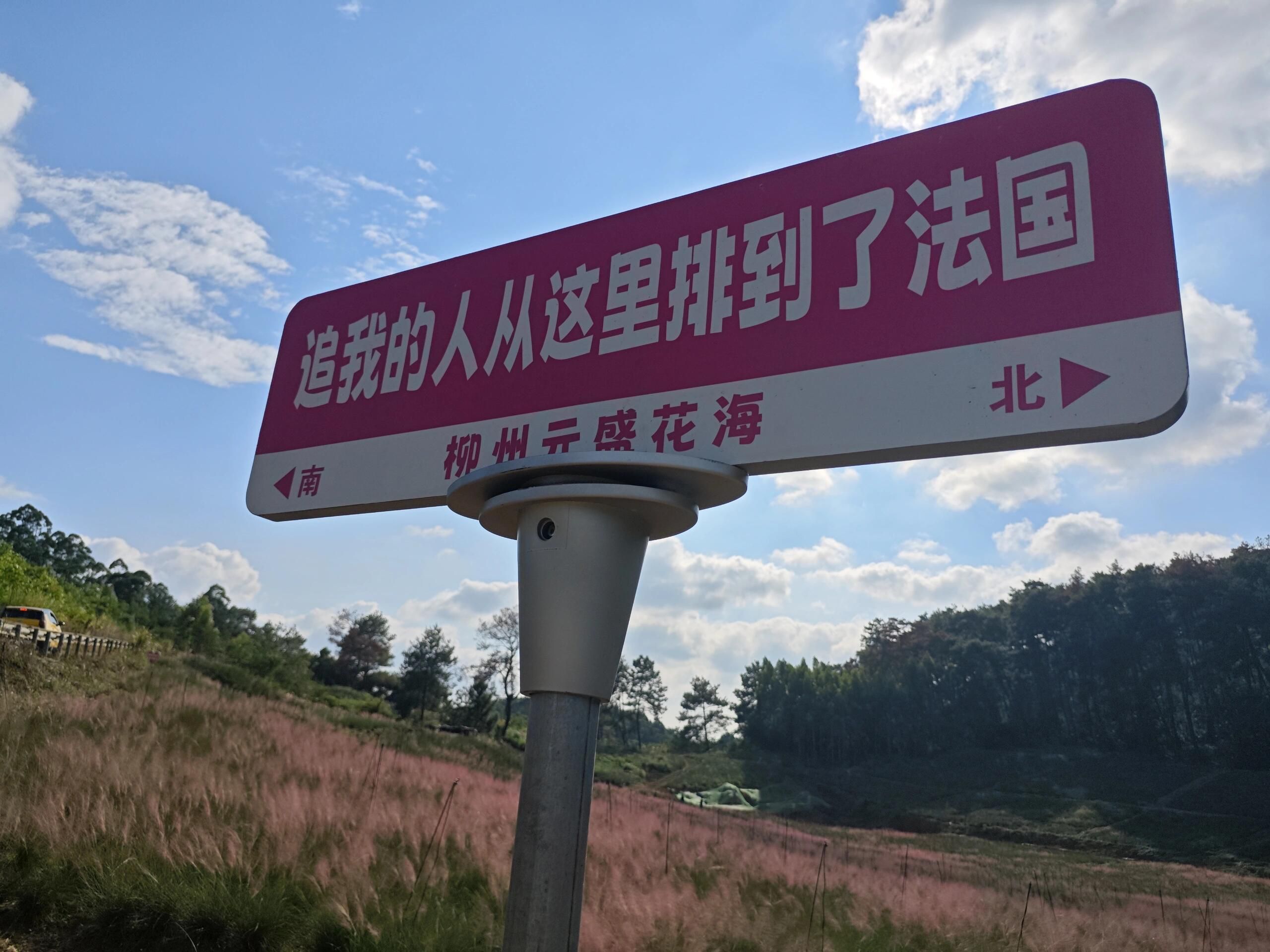 元盛粉黛花海旅行图片 2