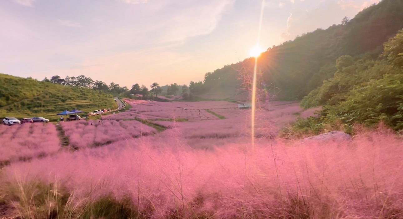 元盛粉黛花海