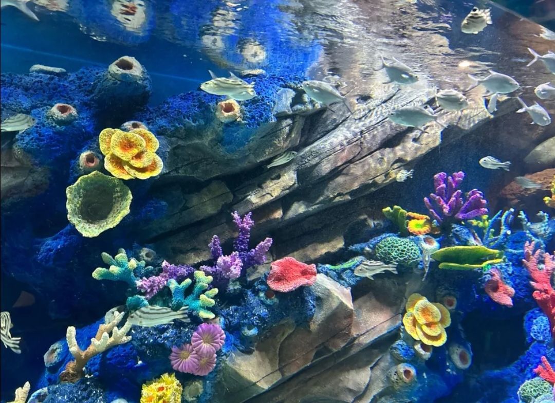 安阳梦幻海底世界旅行图片 2