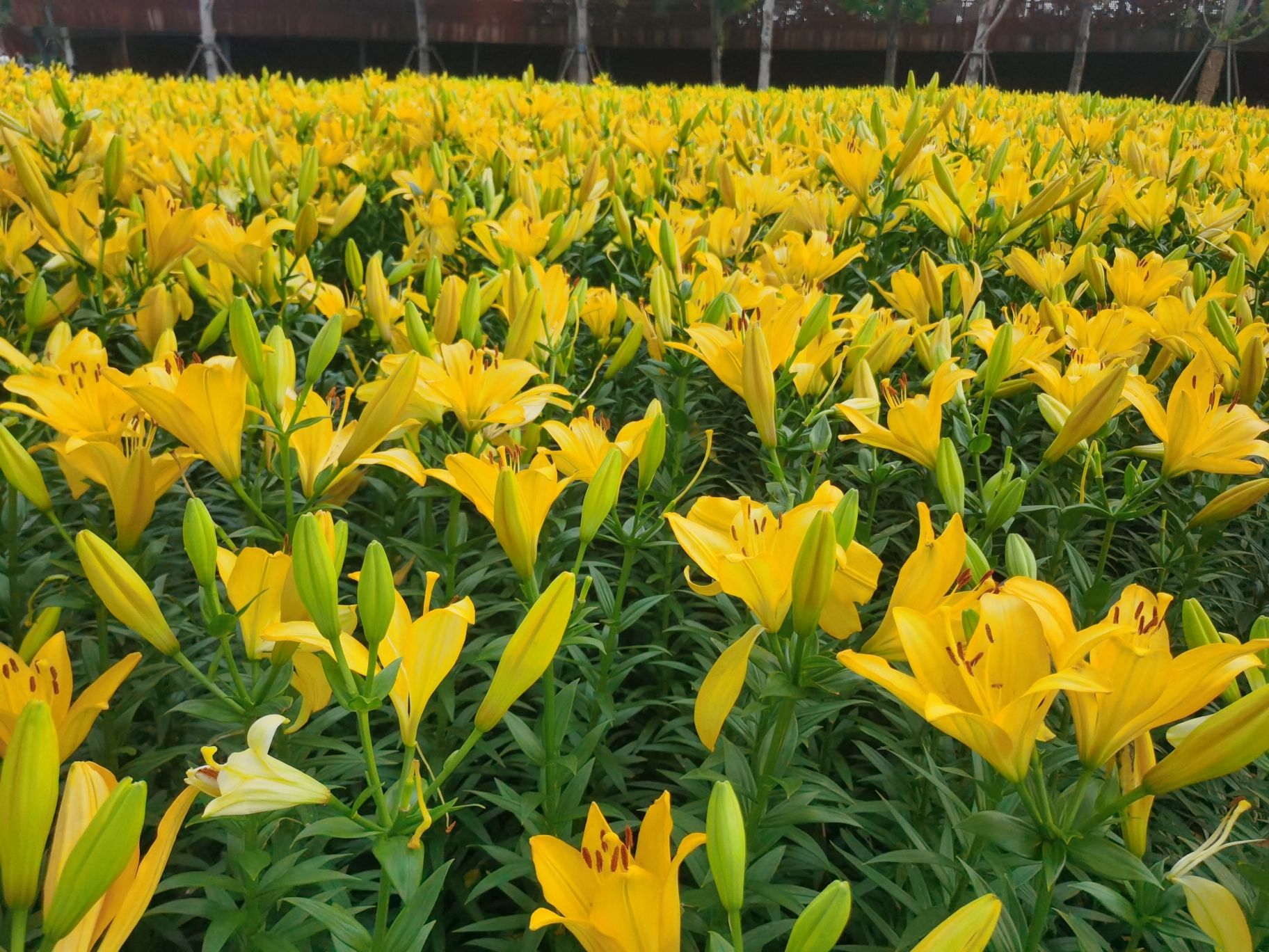 合肥园博园百花园