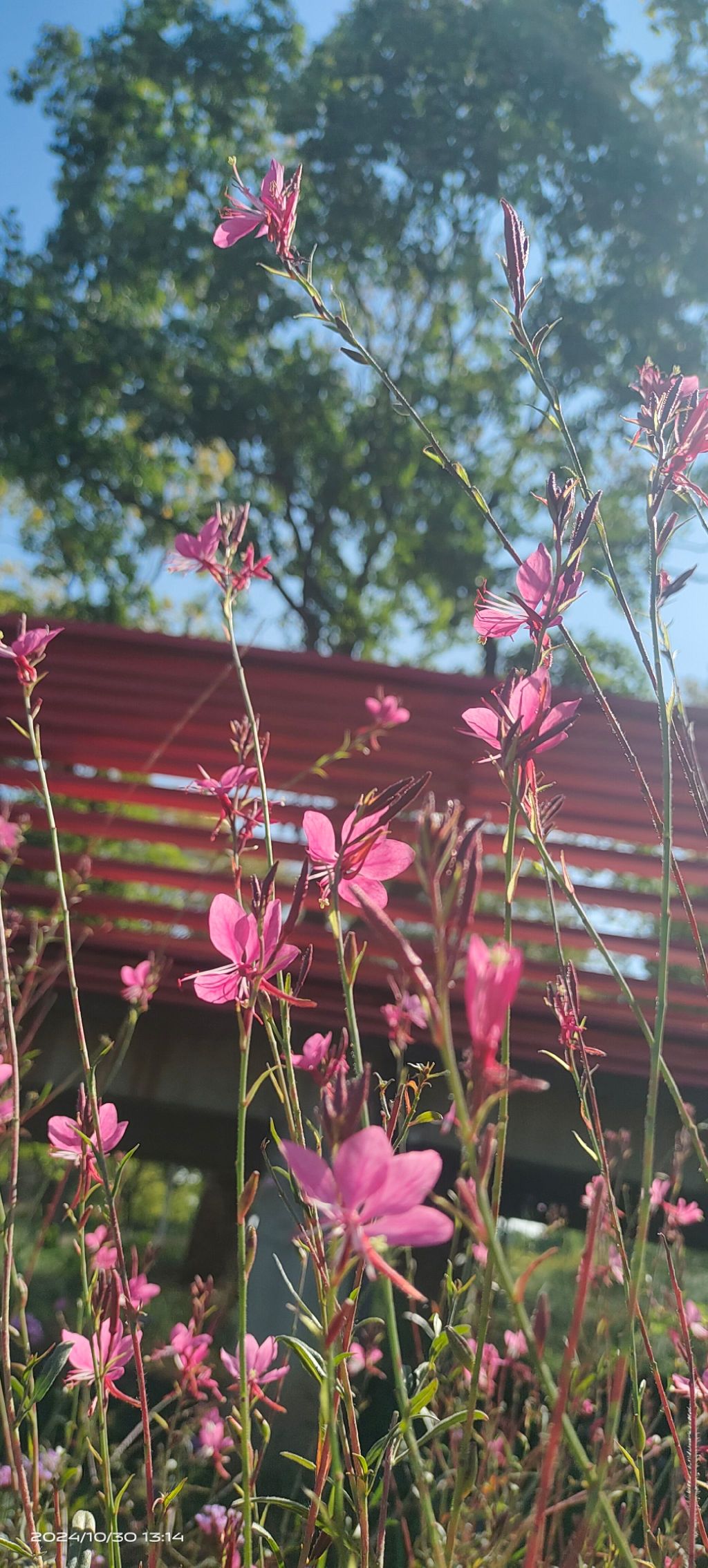 三河公园旅行图片 1