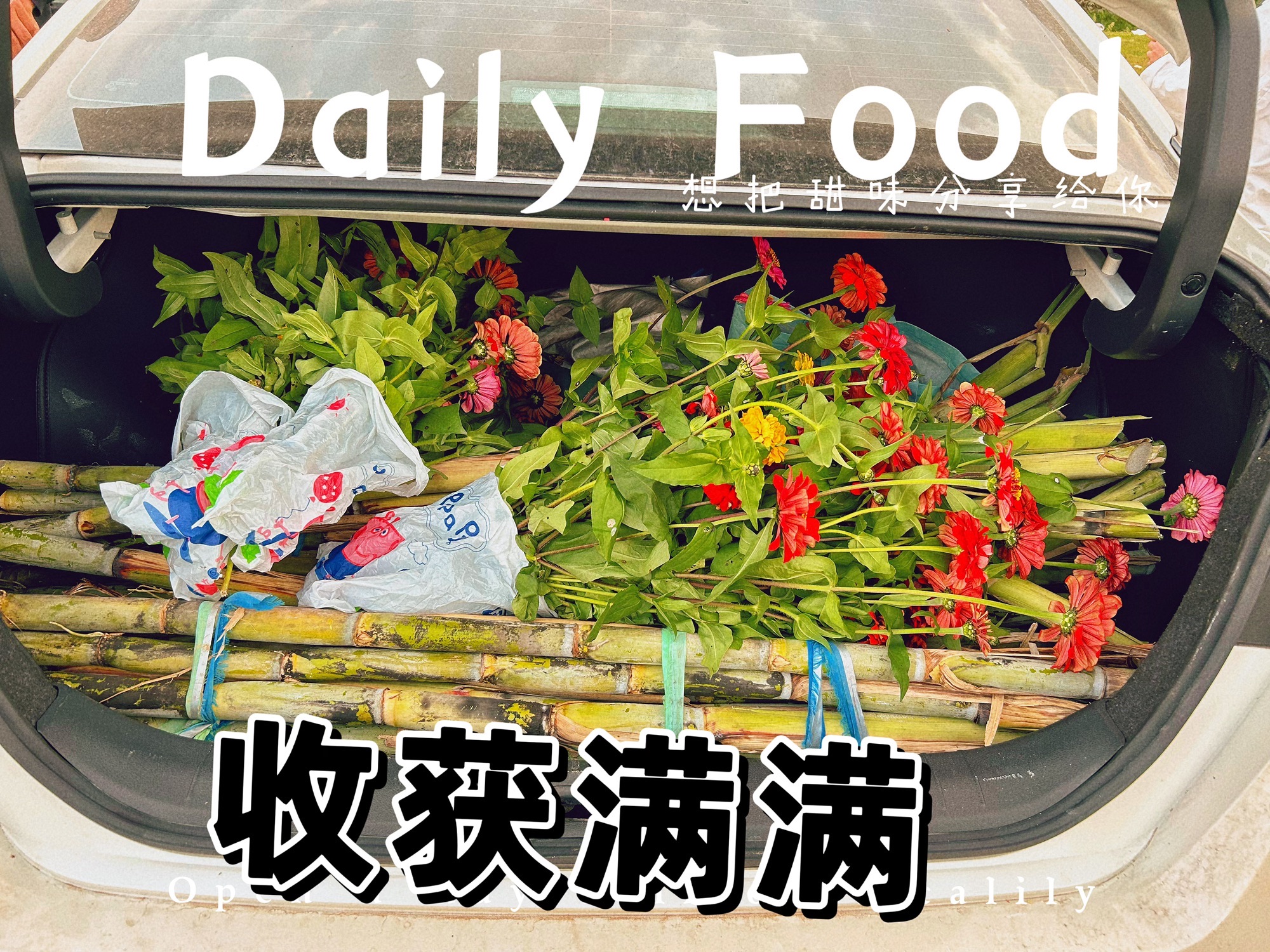 太古花海旅行图片 1