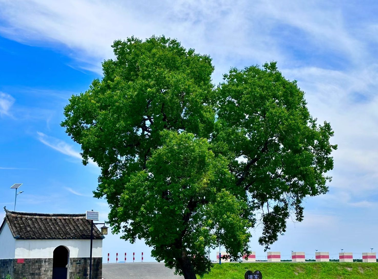 爱心树旅行图片 2