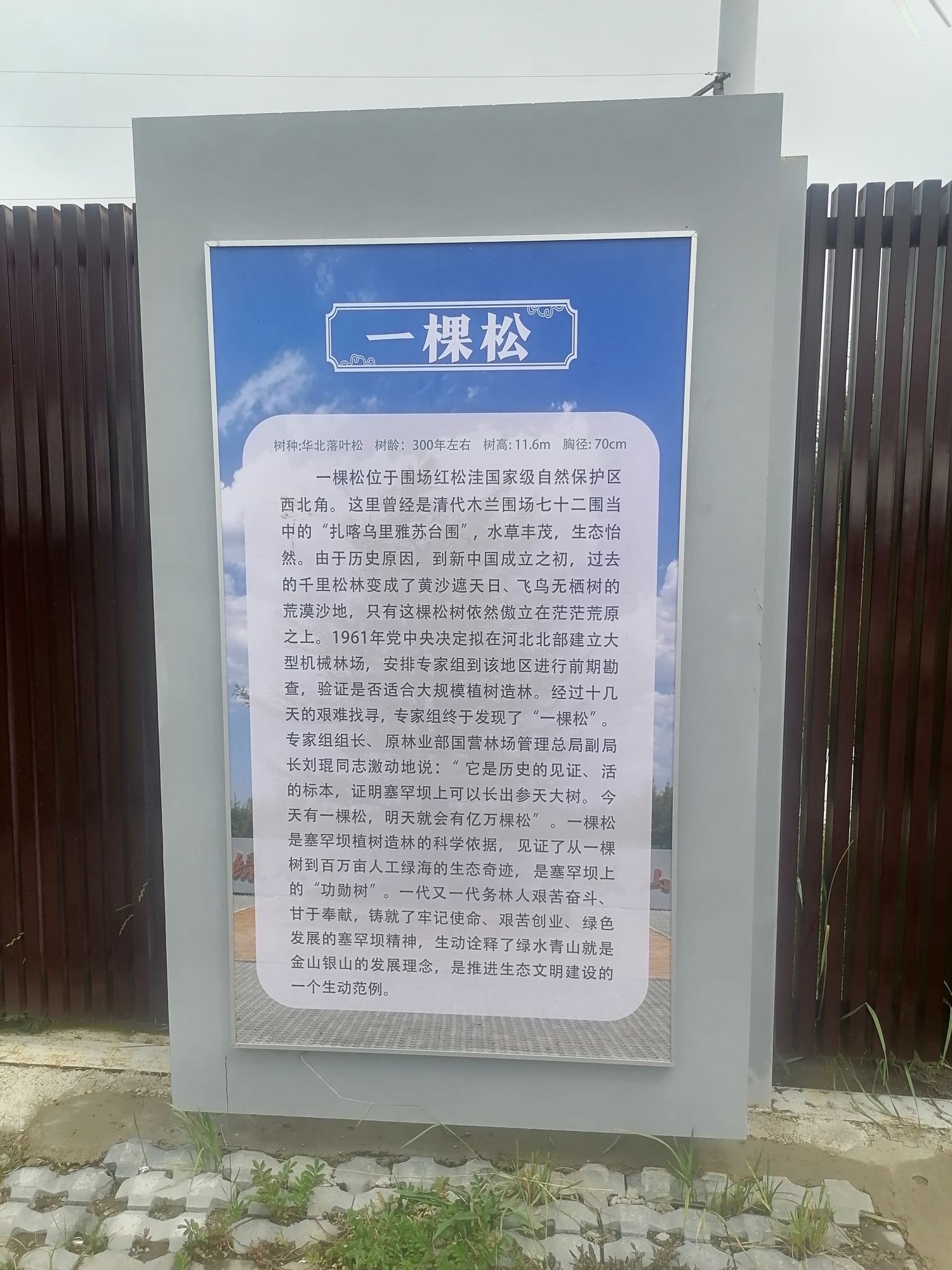 红松洼一棵松旅行图片 2