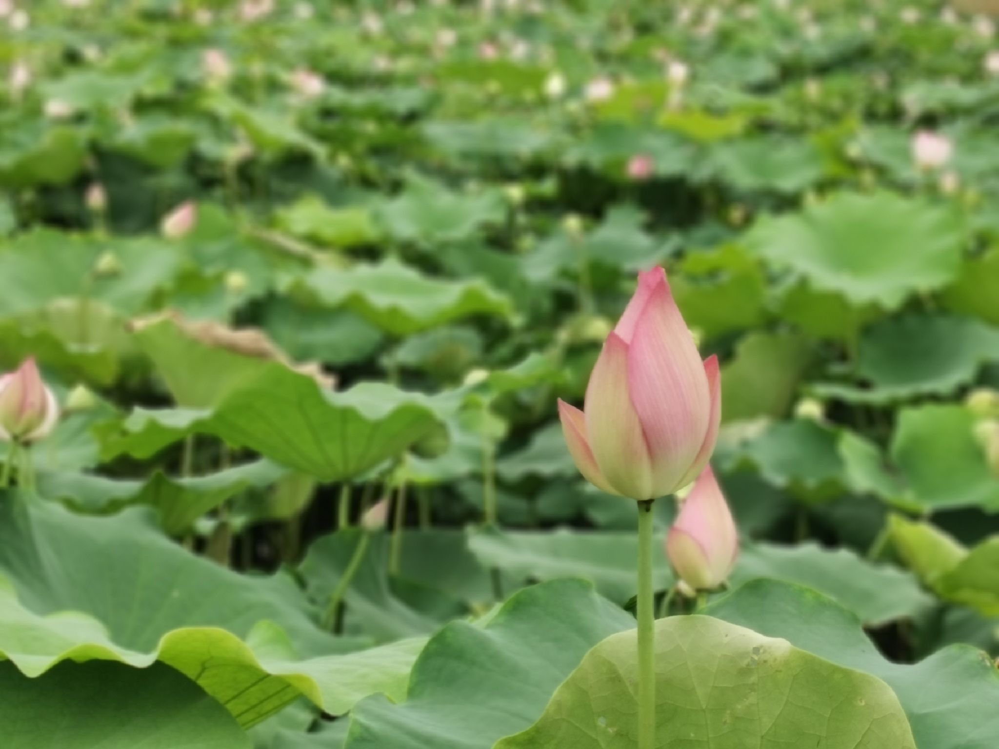 广潭上二村文化广场旅行图片 1