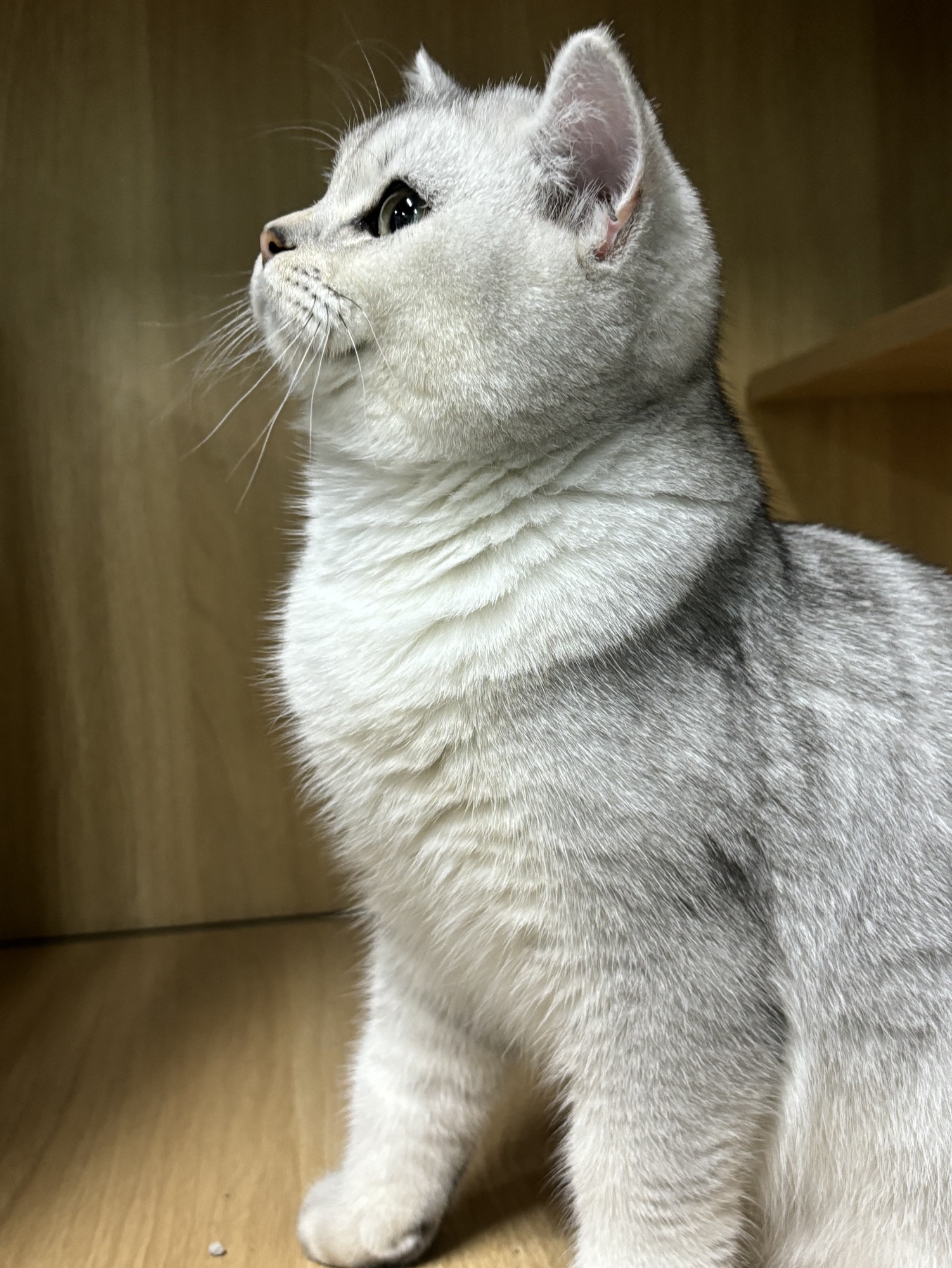叠猫猫主机游戏室