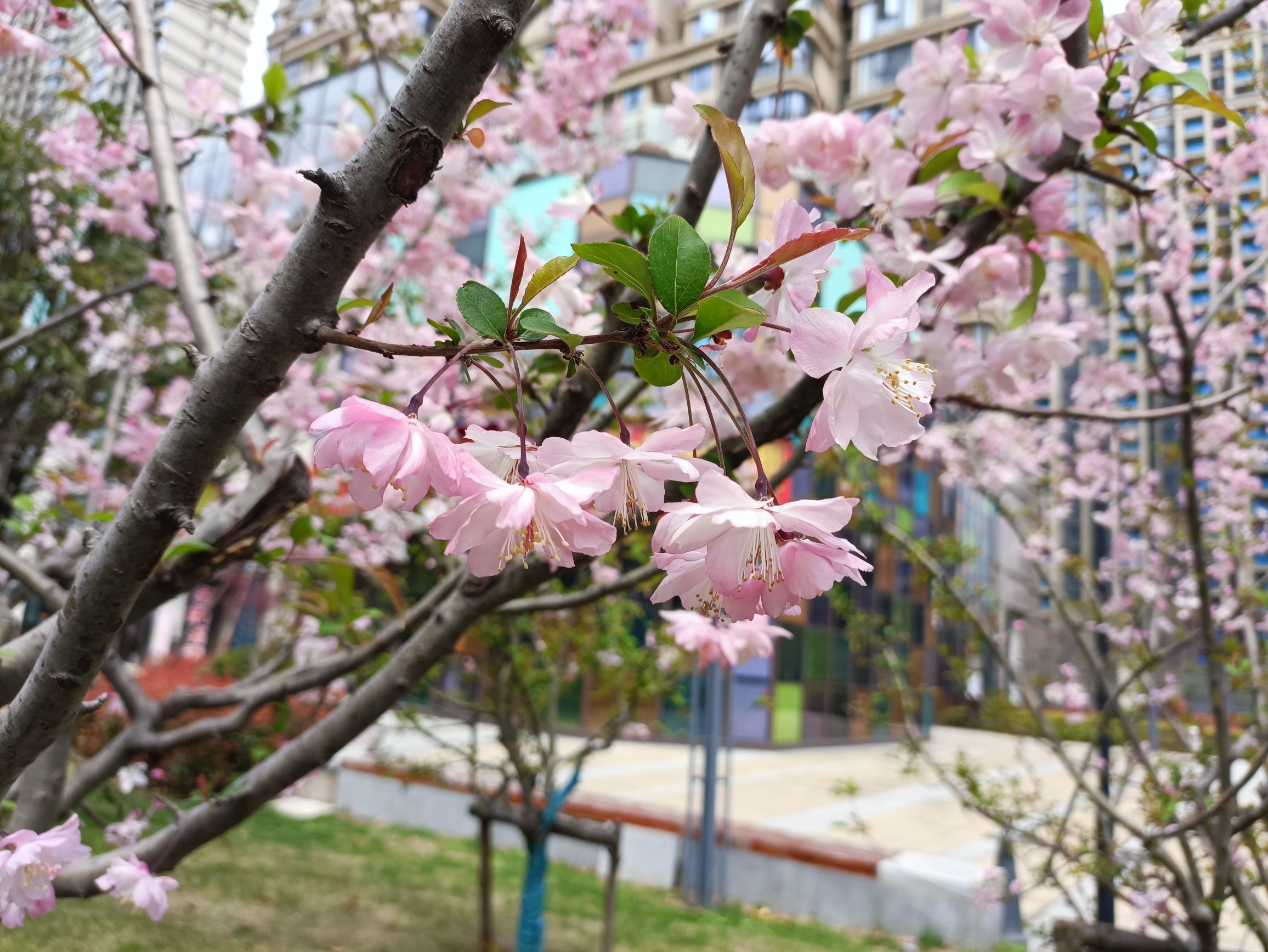拾叶公园旅行图片 1