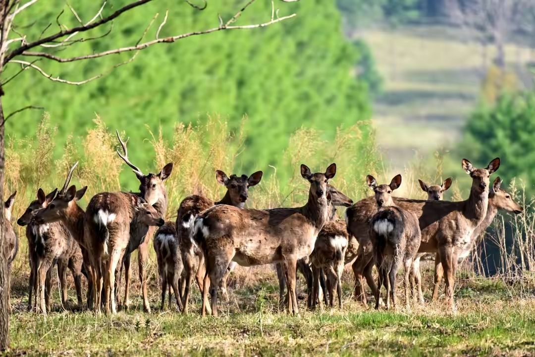 仙洞山梅花鹿国家级自然保护区旅行图片 3