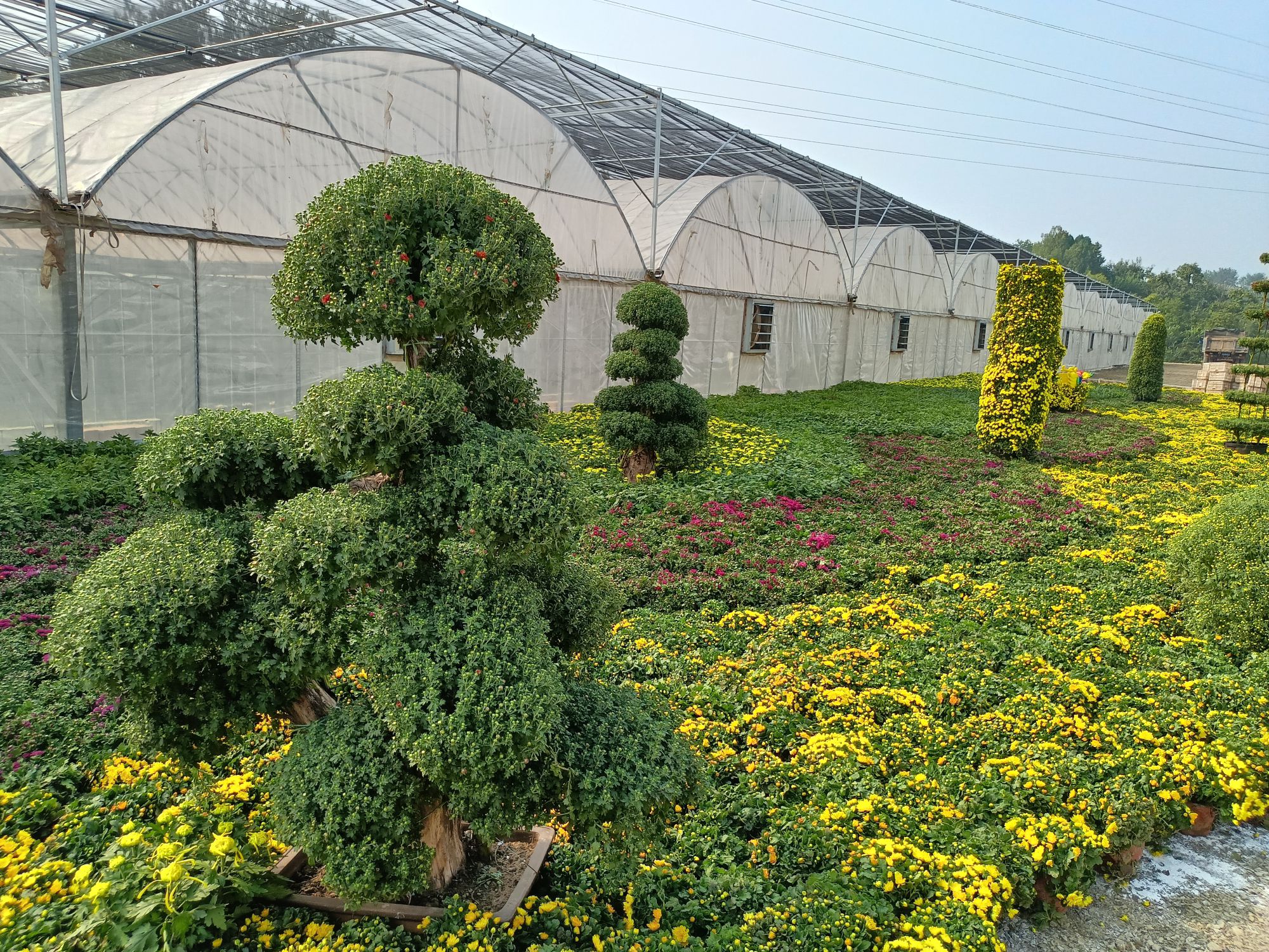 花艺谷旅行图片 2