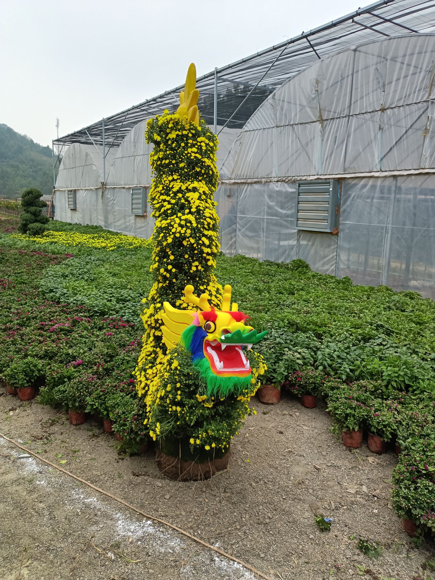 花艺谷旅行图片 3