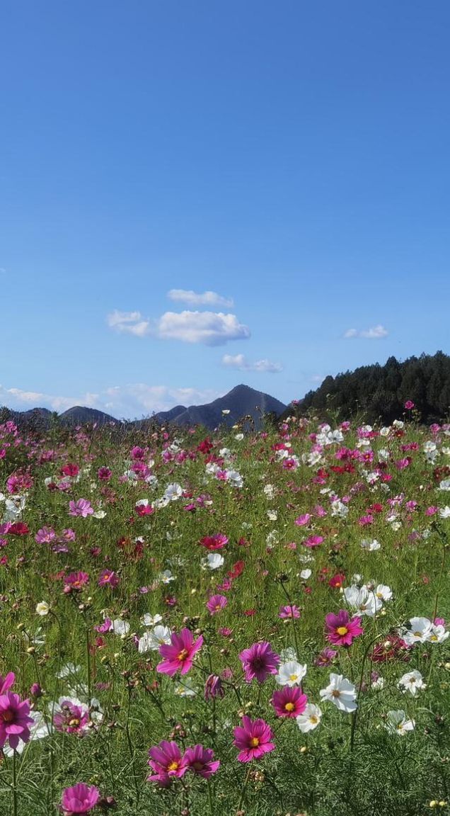 花艺谷旅行图片 1