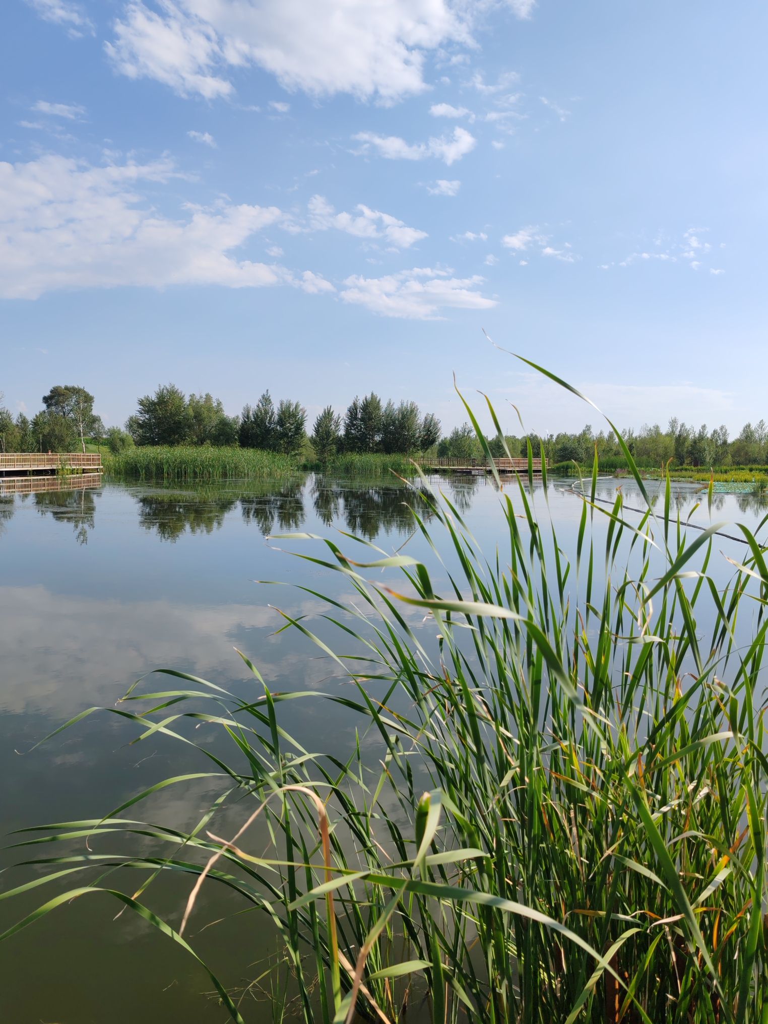 八拜湖湿地公园旅行图片 1