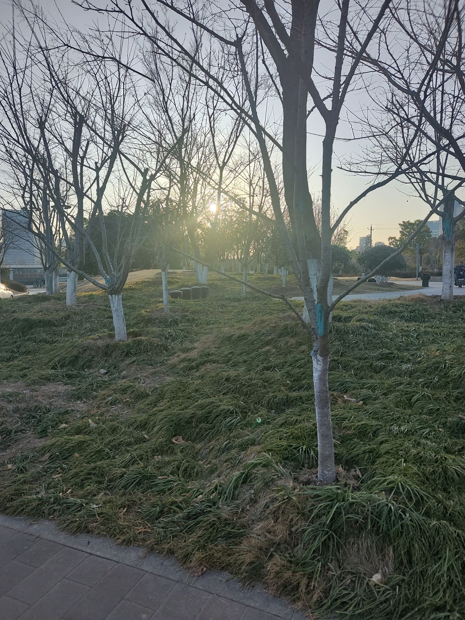 丽秋山公园旅行图片 1