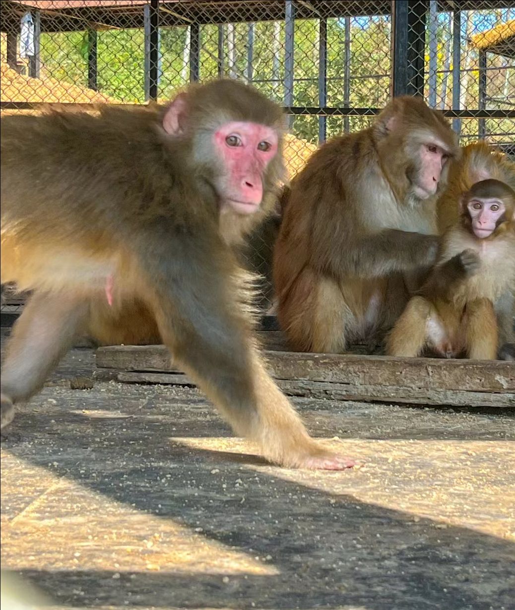 九江野生动物世界旅行图片 3