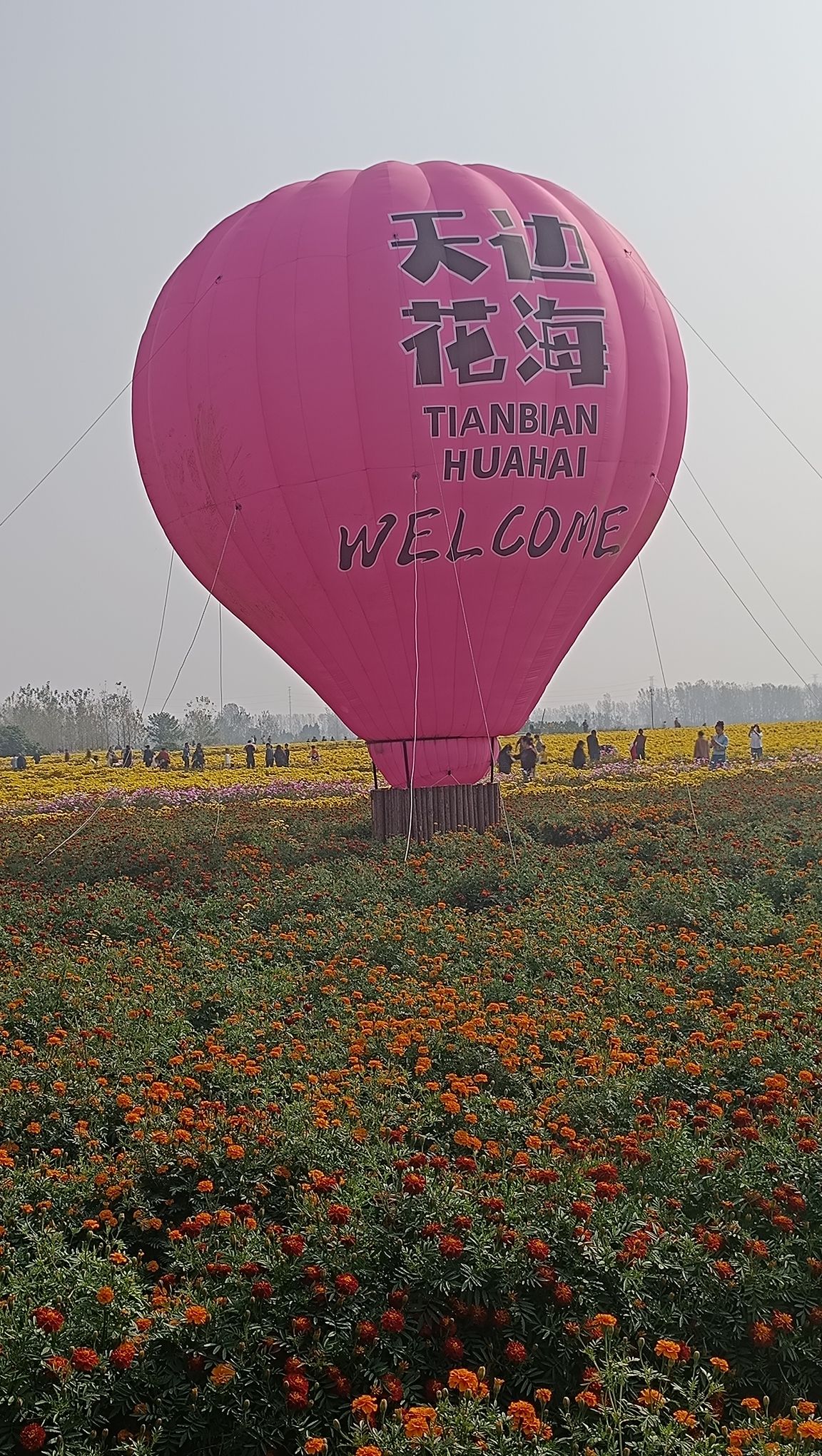 天边花海旅行图片 2