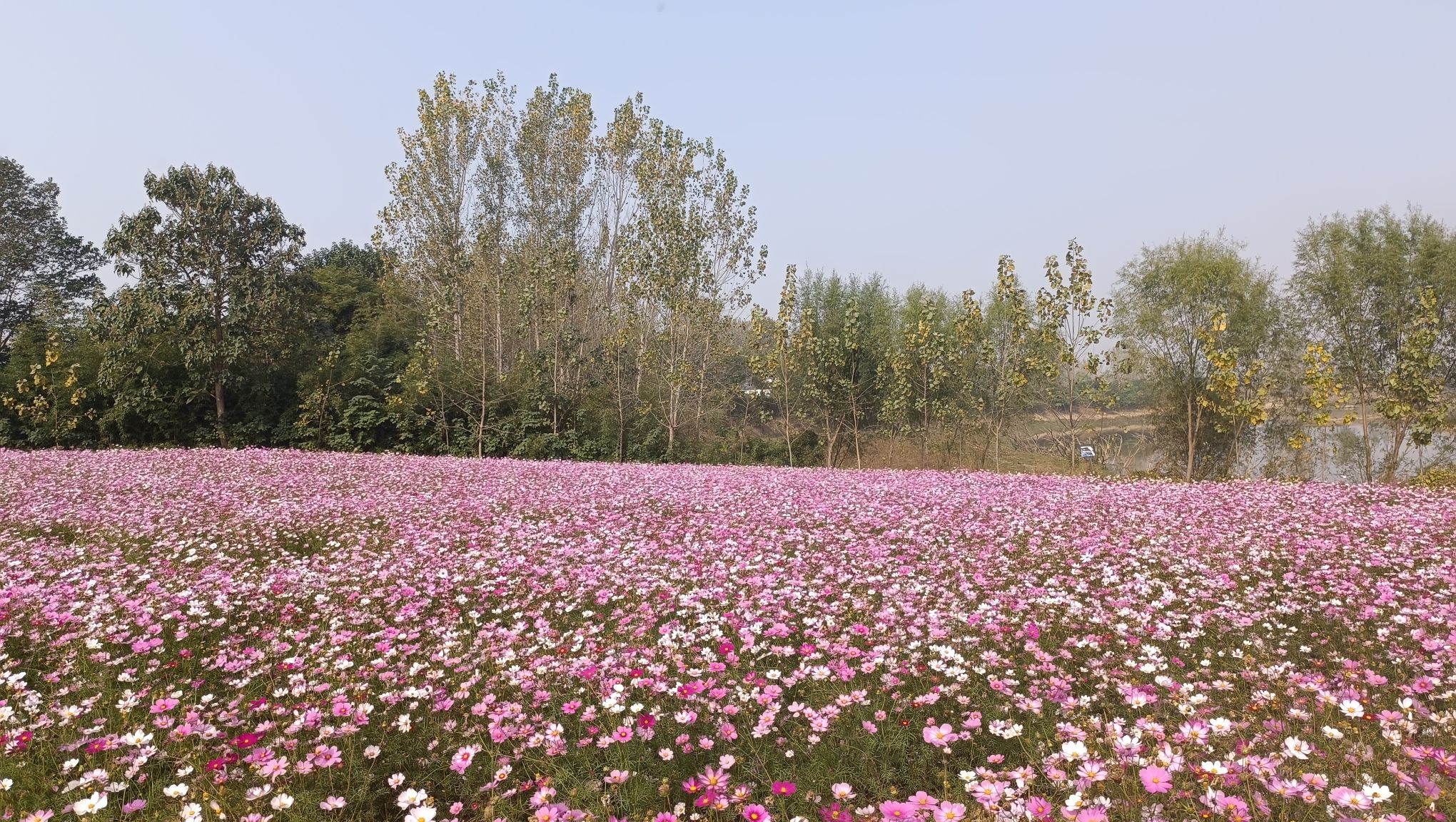 天边花海旅行图片 3