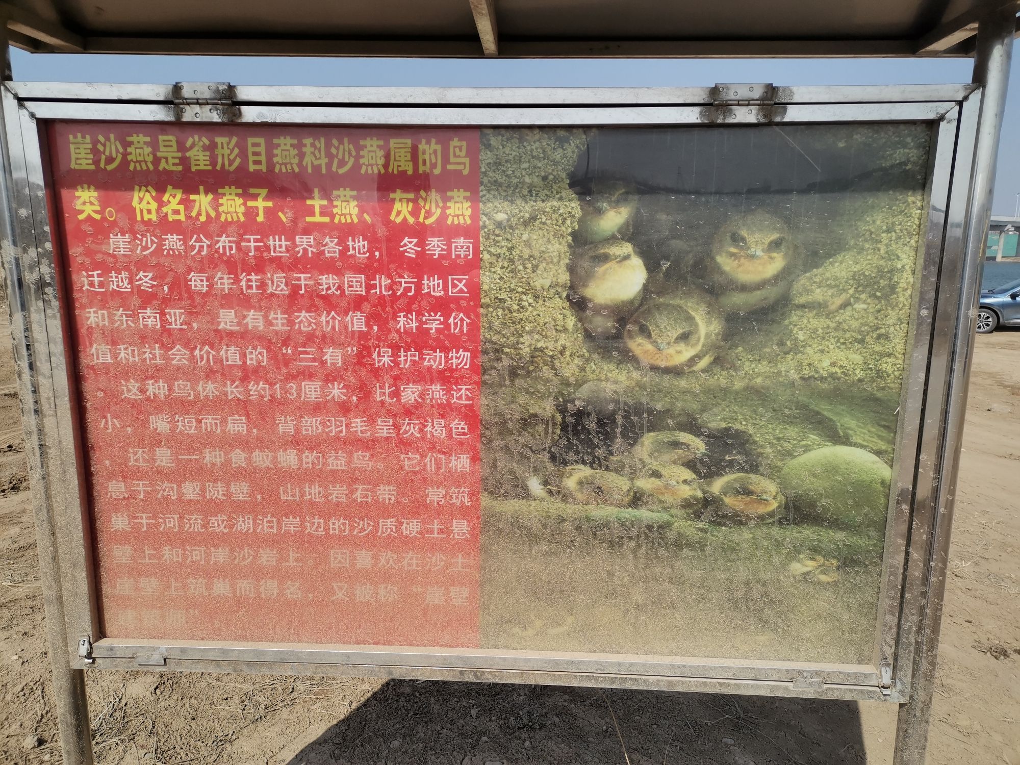 滹沱河崖沙燕窝保护区旅行图片 1