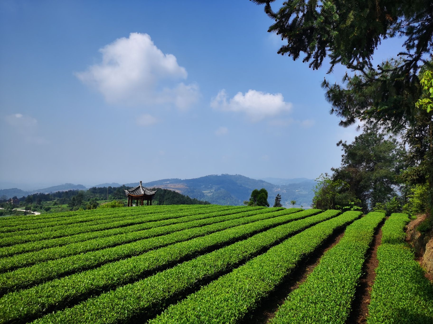 水韵茶乡旅行图片 2