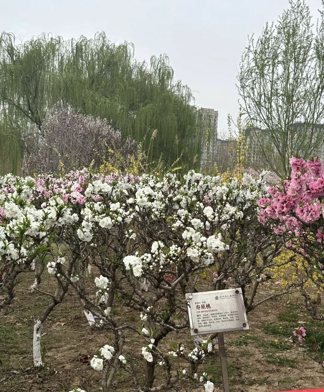 沧州植物园(二期)旅行图片 1