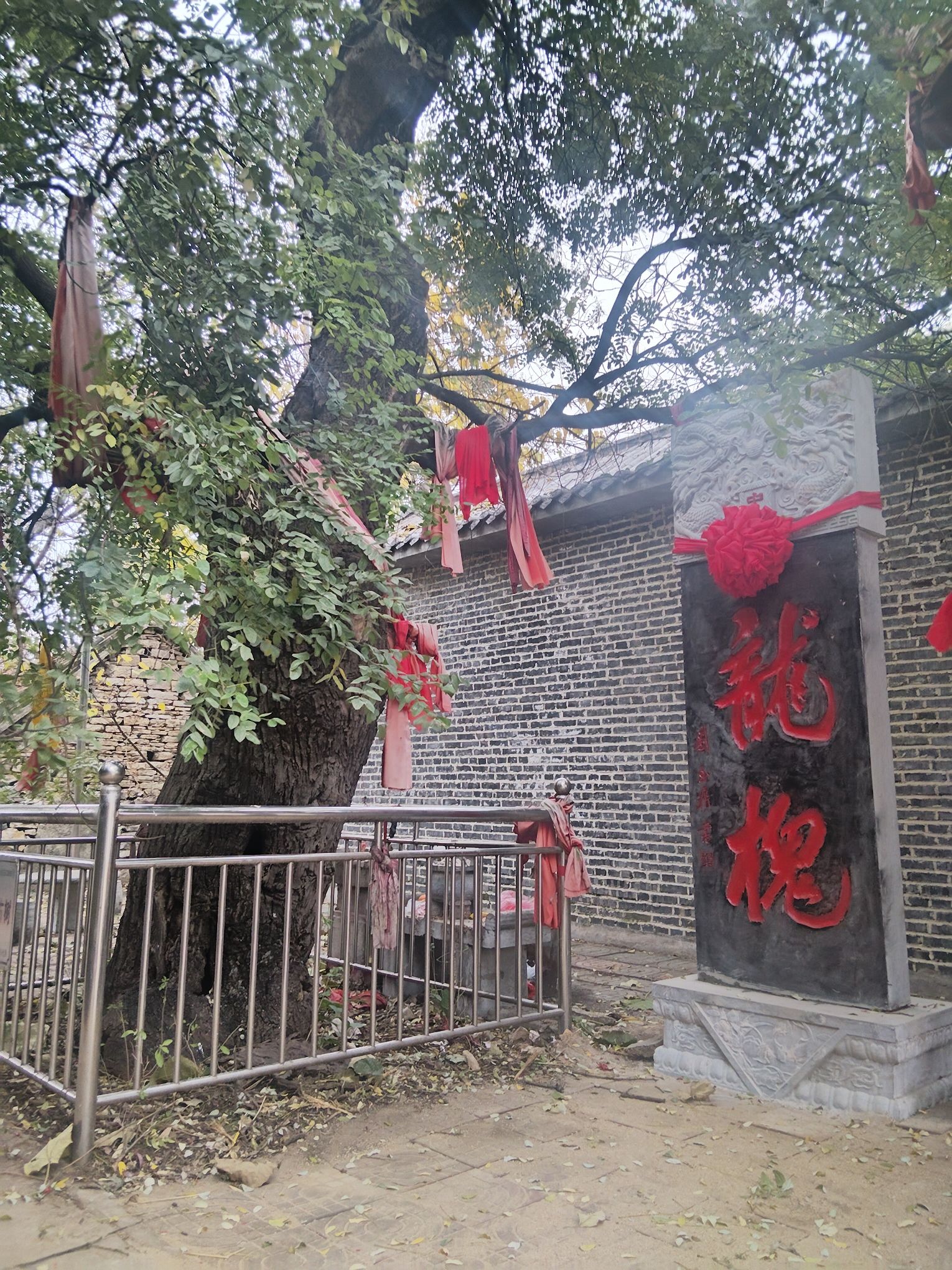 千年龙槐旅行图片 1
