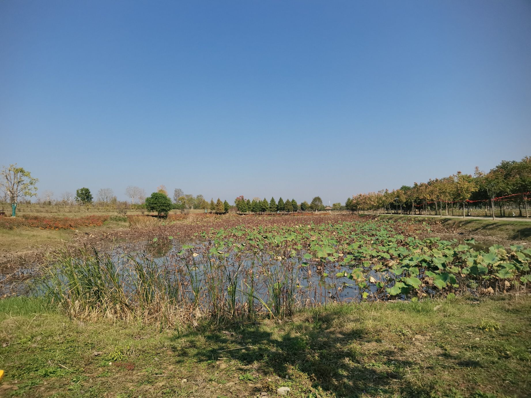 场地封面-杜公湖湿地公园西区露营基地
