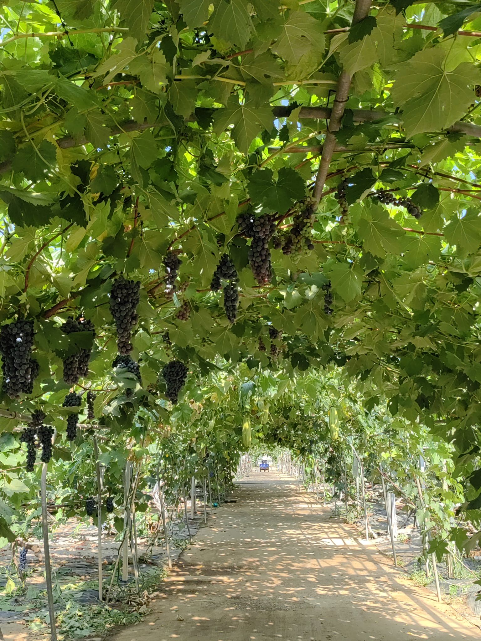 场地封面-天葡庄园·葡萄采摘·飞盘露营·红酒酒窖品鉴