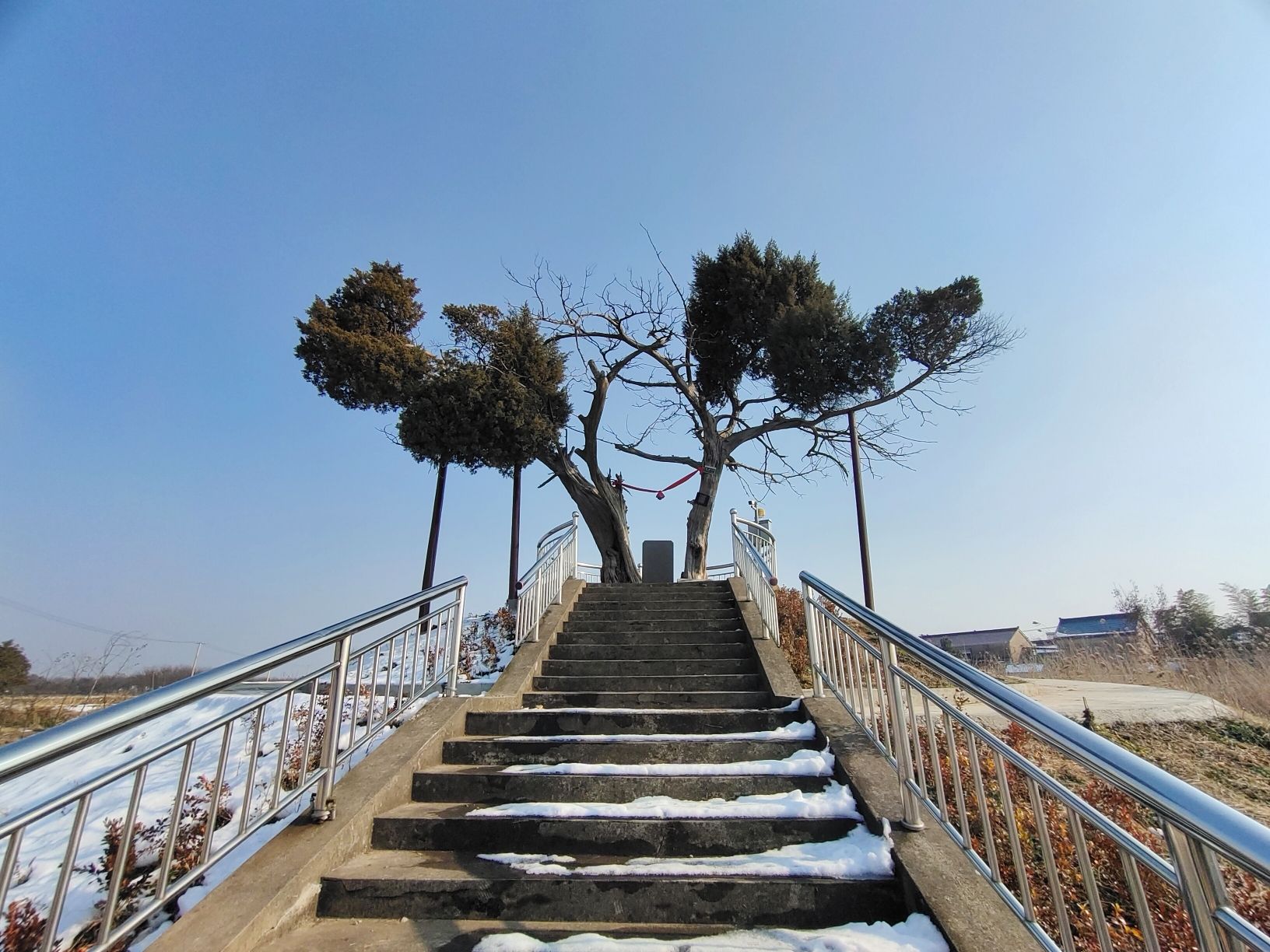 千年古柏旅行图片 3