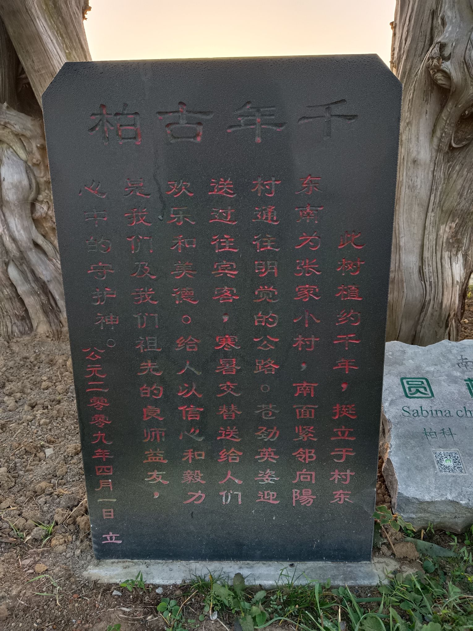 千年古柏旅行图片 2