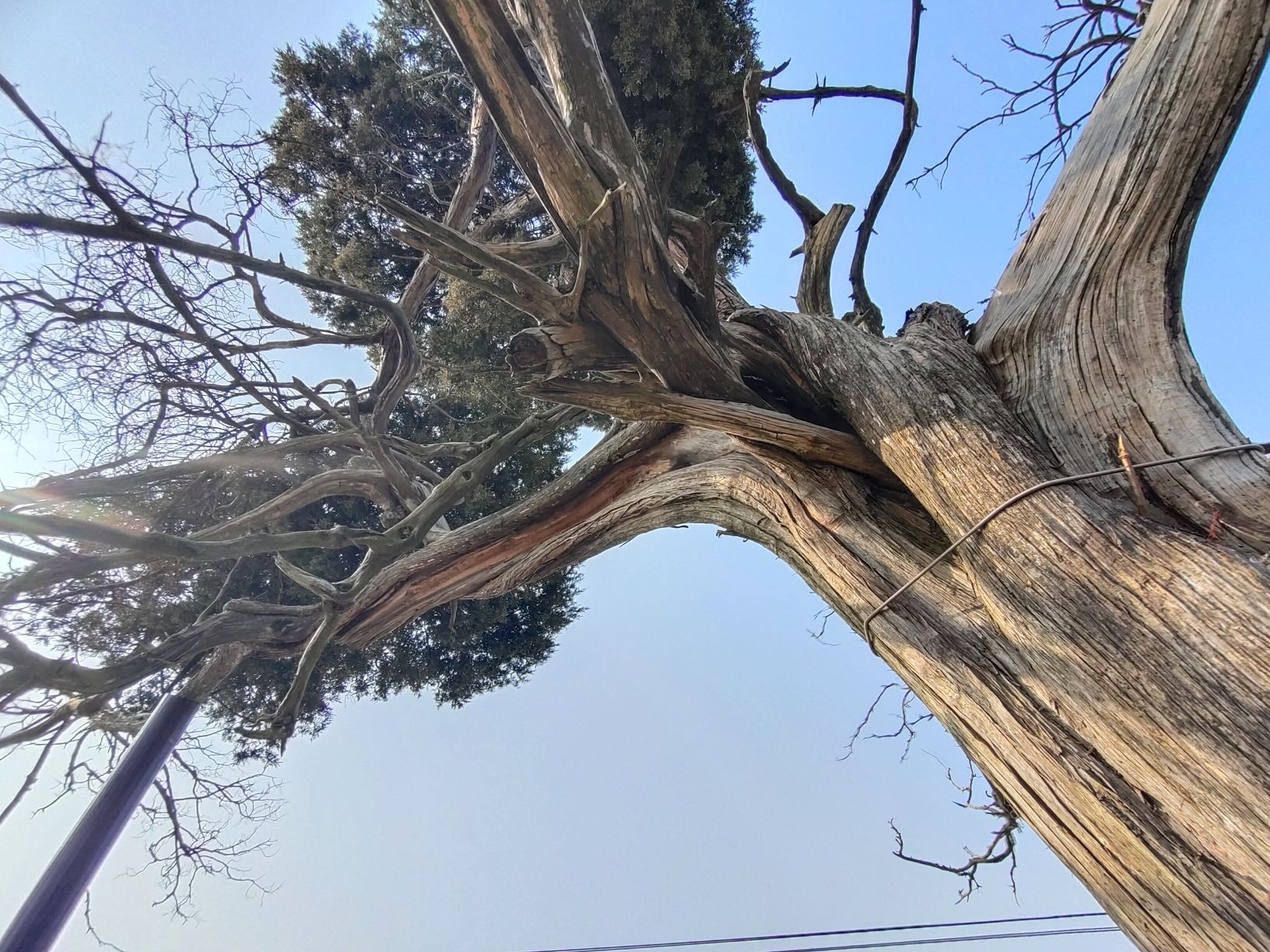 千年古柏旅行图片 2