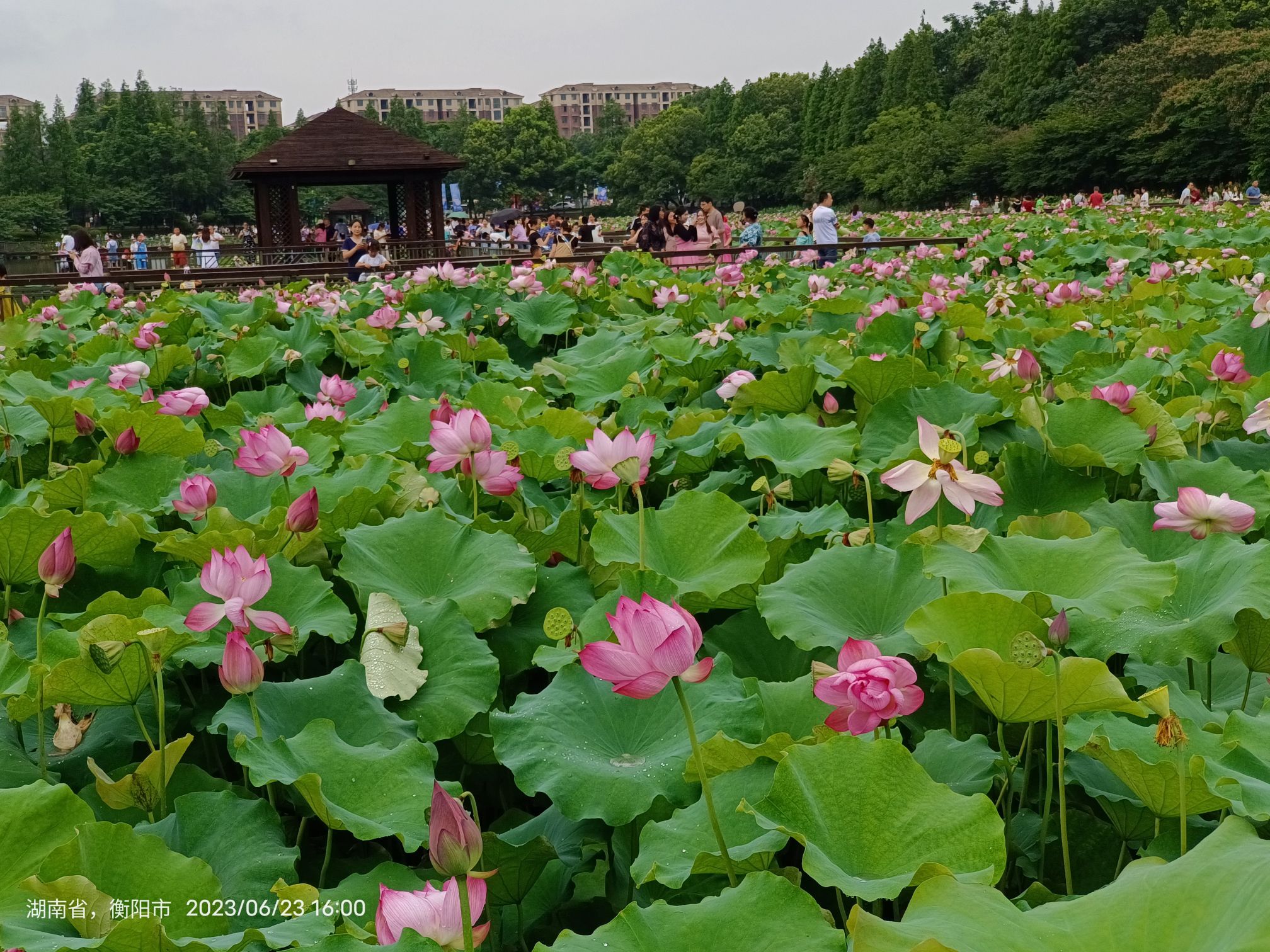 十里荷塘旅行图片 1