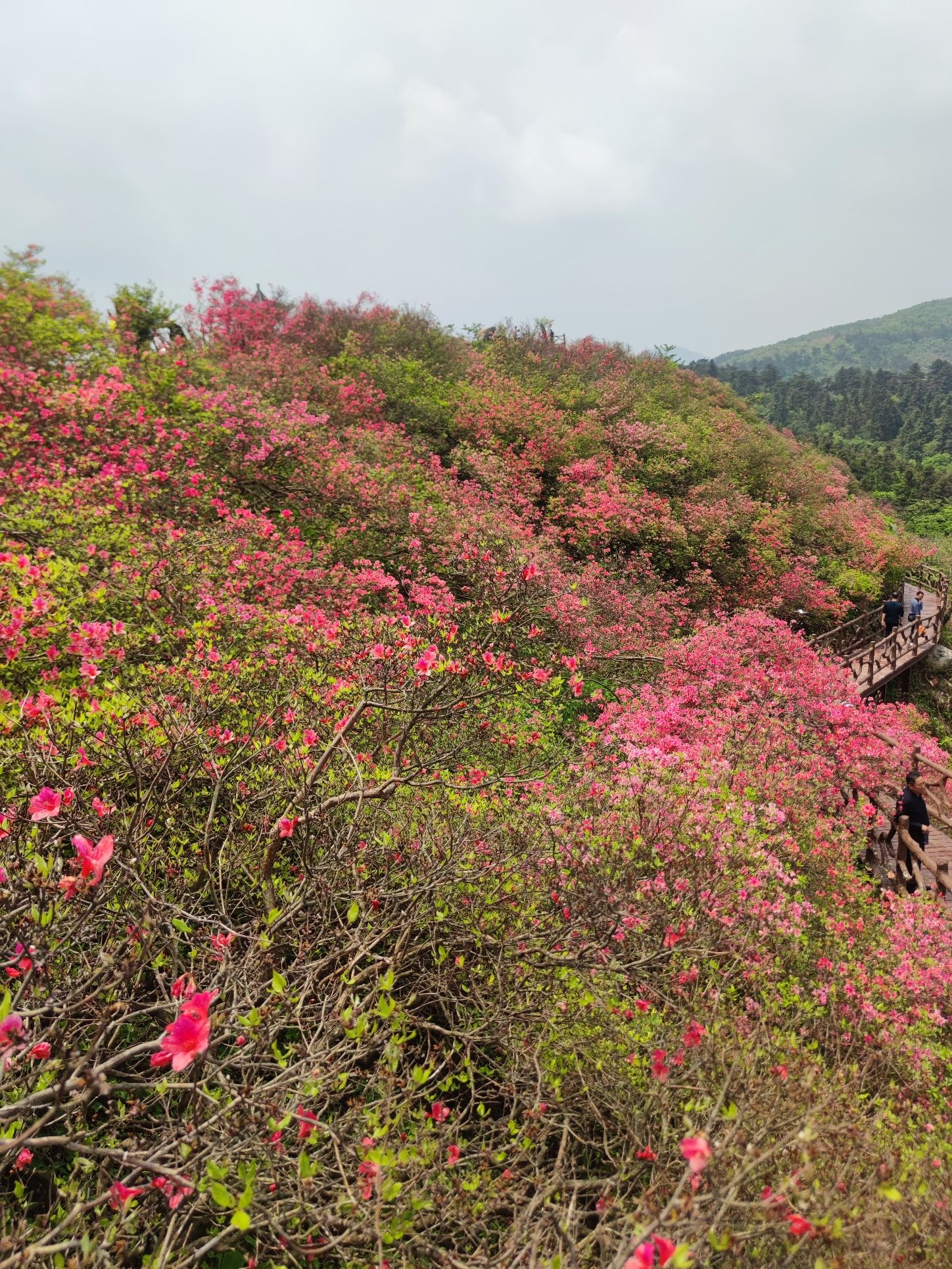 香炉关映山红花海旅行图片 2