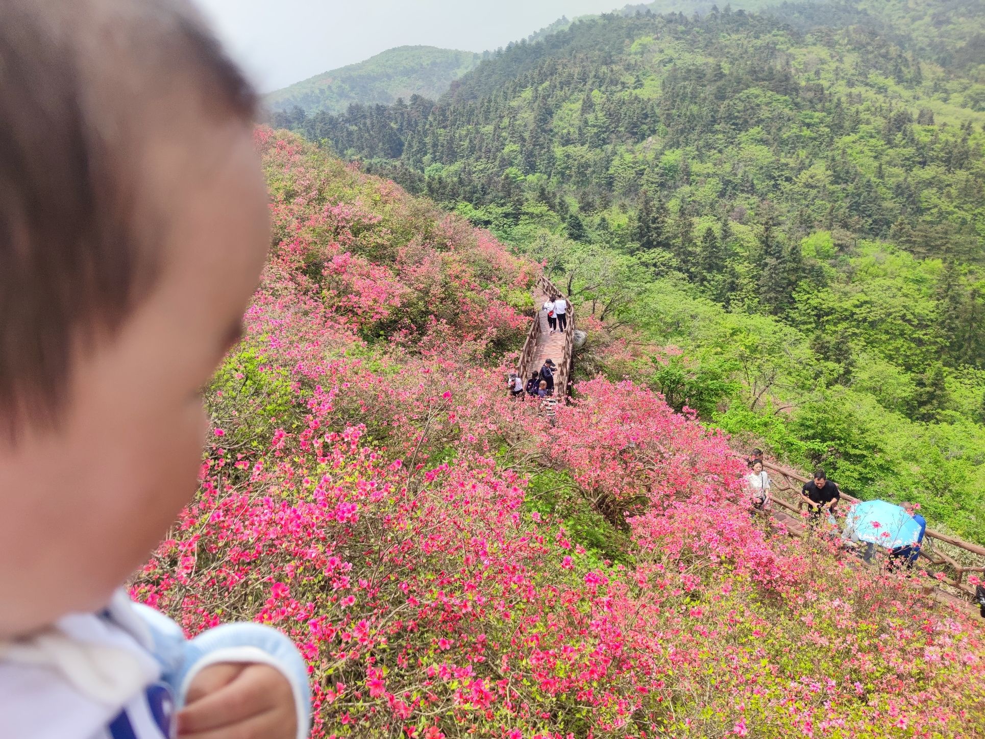 香炉关映山红花海旅行图片 1