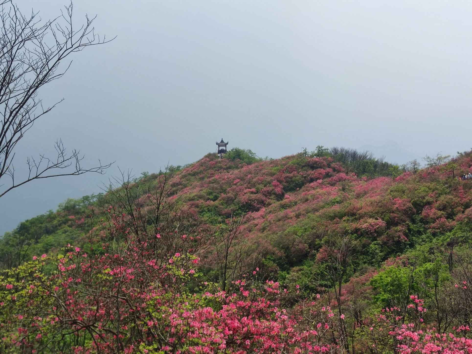 香炉关映山红花海旅行图片 3