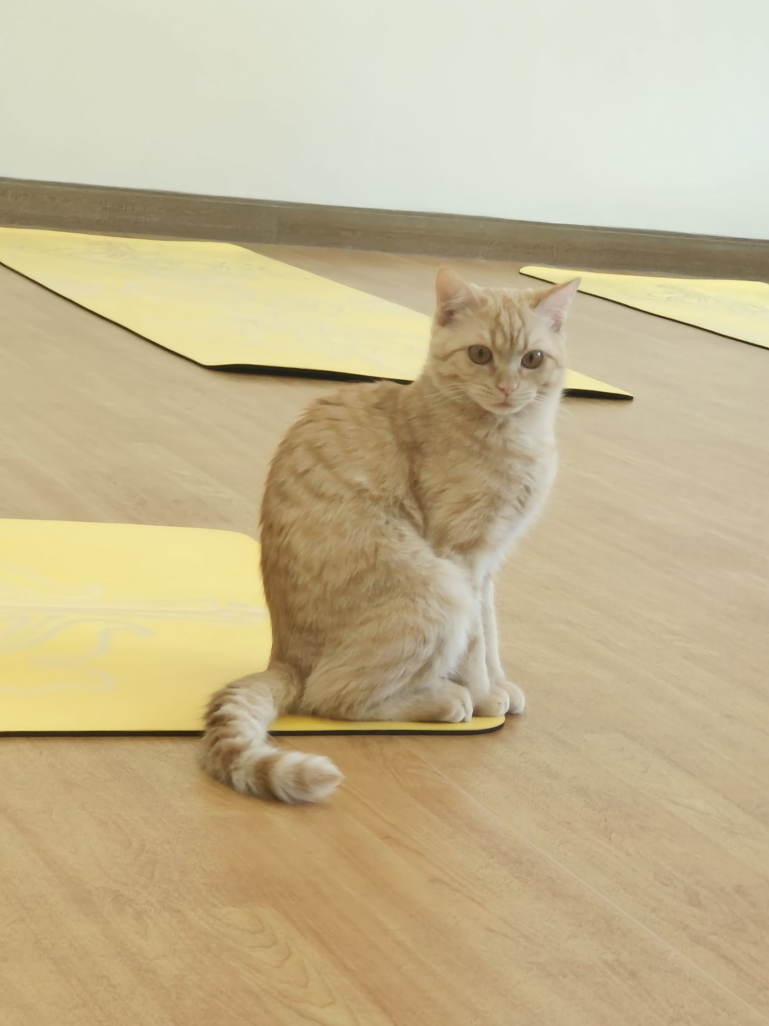 场地封面-Vajra Yoga唯迦瑜伽